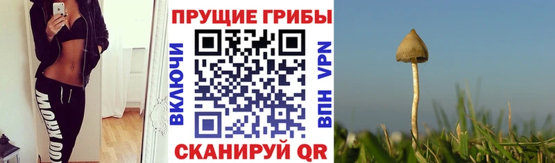 Купить закладки  Берёзовка  Псилоцибиновые грибы мухоморы 